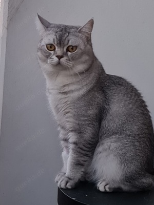 Deckkater britisch kurzhaar 