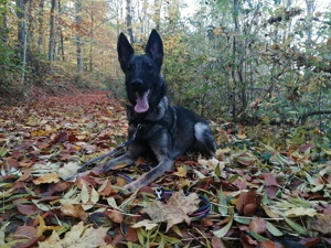 Schäferhundmischling