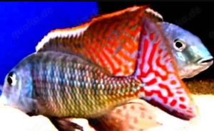 Malawi- u. Tanganjikabuntbarsche  Bild 4