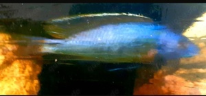 Malawi- u. Tanganjikabuntbarsche  Bild 6