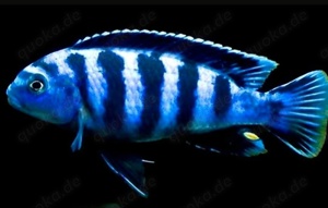 Malawi- u. Tanganjikabuntbarsche  Bild 7