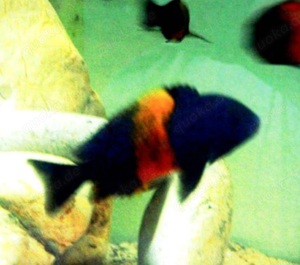 Malawi- u. Tanganjikabuntbarsche  Bild 3