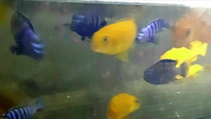 Malawi- u. Tanganjikabuntbarsche  Bild 5