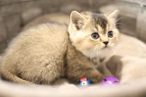 Britisch Kurzhaar Kätzchen  BKH