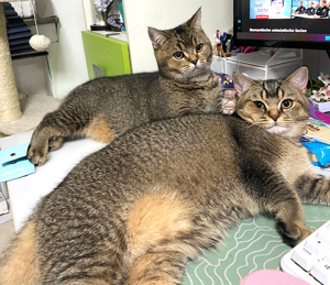 2x BKH Kater Britisch Kurzhaar aus Dortmund Bild 2