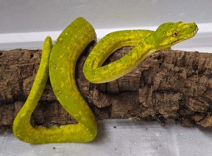 Morelia Viridis Biak Baumpython Weibchen 