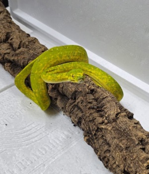 Morelia Viridis Biak Baumpython Männchen 