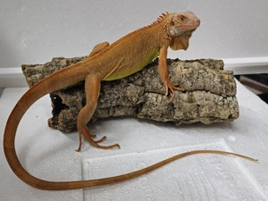 Iguana Iguana Grüner Leguan Albino rot 
