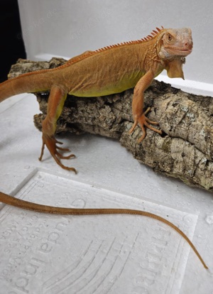 Iguana Iguana Grüner Leguan Albino rot  Bild 2