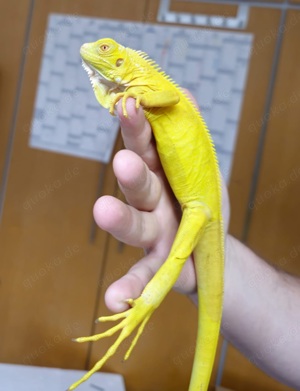 Iguana Iguana Grüner Leguan Albino T-
