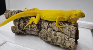 Iguana Iguana Grüner Leguan Albino T- Bild 3