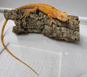 Iguana Iguana Grüner Leguan Hypo