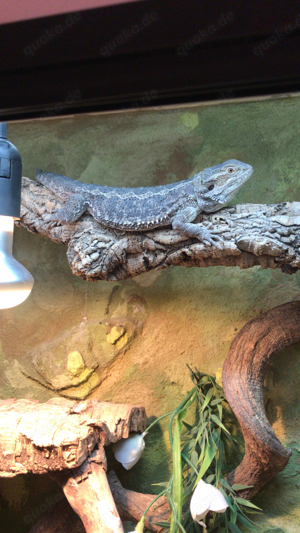 Bartagamenjungtiere von Mai 2024 Bild 4