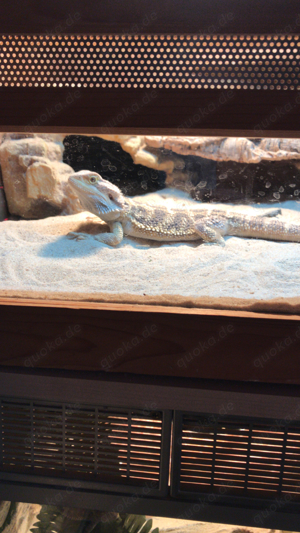 Bartagamenjungtiere von Mai 2024 Bild 3