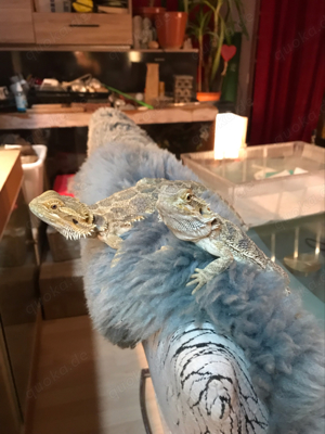 Bartagamenjungtiere von Mai 2024 Bild 2