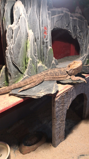 Bartagamenjungtiere von Mai 2024 Bild 5