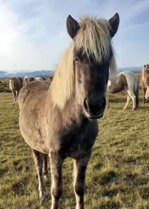 Fleissige Tölterin in schicker Windfarbe ... für Zucht und Freizeit