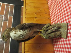 Tierpräparat Präparat Bussard Ausgestopft
