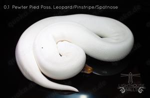 Python Regius Königspython Schlange Bild 3