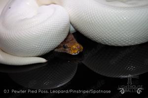 Python Regius Königspython Schlange Bild 2