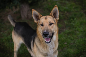 *BASTI* - Der liebe, freundliche und verspielte Junghund liebt Bälle und leckere Kekse