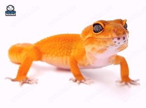 Schöne Leopardgecko Nachzuchten 2025 demnächt abzugeben Bild 6
