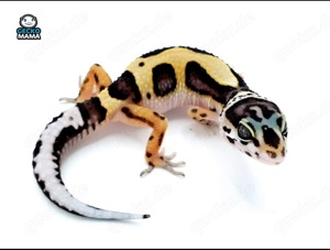 Schöne Leopardgecko Nachzuchten 2025 demnächt abzugeben Bild 8