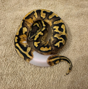 1.0 Pastel Pied