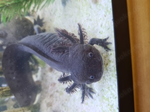 Schöne ADULTE schwarze Mela Axolotl 