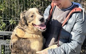 Outlaw sucht dringend ein neues Zuhause. Das Shelterleben überfordert ihn. Bild 6