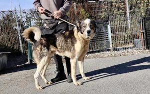 Outlaw sucht dringend ein neues Zuhause. Das Shelterleben überfordert ihn. Bild 4