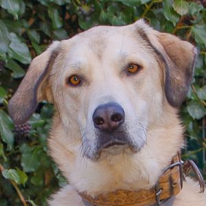 Zimtschnecke, 4 Jahre - Kangal-Mix - Tierhilfe Franken e.V.
