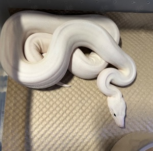 1,0 Super Fire  Boa constrictor  Bild 4