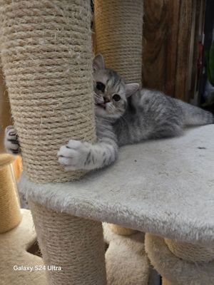 Britisch Kurzhaar Kitten Black silver tabby