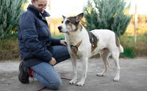 Obelix - sanfter, großer Traumhund sucht ein Zuhause