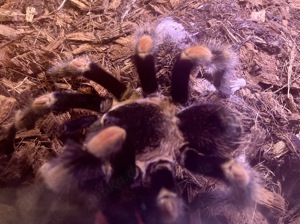 1.0 Brachypelma hamorii (smithi) Männchen, geschlechtsreif, ausgewachsen