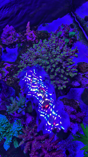Korallen Acropora Pikachu Echinata Meerwasser Bild 2