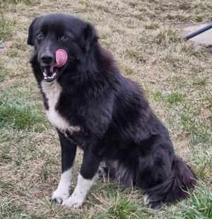 Ajana, ein Traum in schwarz sucht ein 4ever home