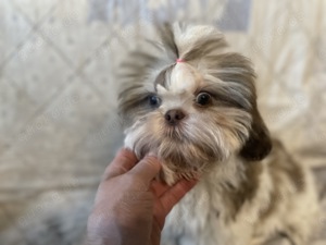 Wunderschöner Shih Tzu Welpe ab heute!