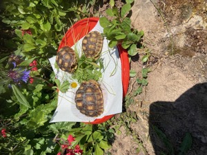 Spornschildkröten aus eigener Zucht mit Herkunftsnachweis.