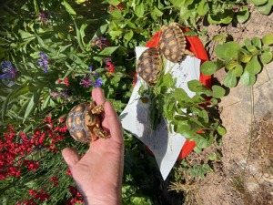 Spornschildkröten aus eigener Zucht mit Herkunftsnachweis. Bild 2
