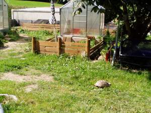Spornschildkröten aus eigener Zucht mit Herkunftsnachweis. Bild 3