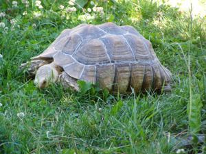 Spornschildkröten aus eigener Zucht mit Herkunftsnachweis. Bild 4