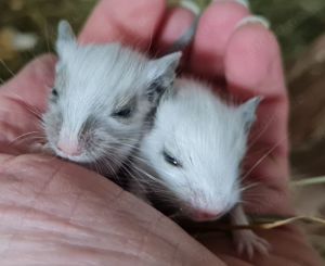 Degus suchen ein schönes neues Zuhause!