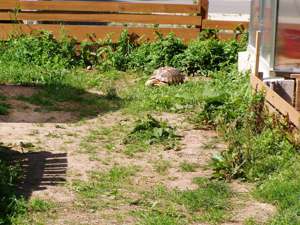Spornschildkröten aus eigener Zucht mit Herkunftsnachweis. Bild 6