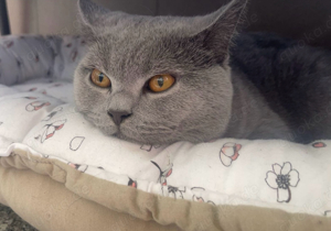 Deckkater BKH reinrassig kein verkauf  Bild 2