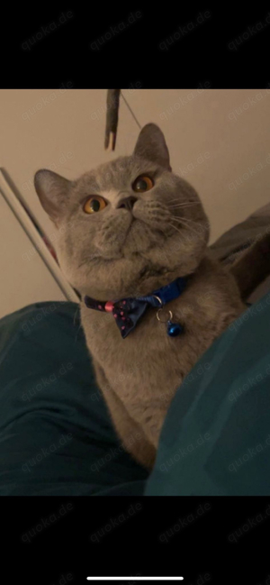 Deckkater BKH reinrassig kein verkauf  Bild 5