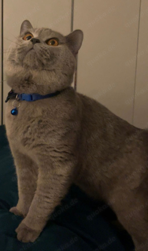 Deckkater BKH reinrassig kein verkauf  Bild 4