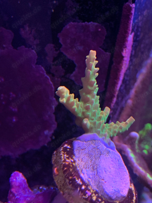 Acropora mango garden koralle ableger 