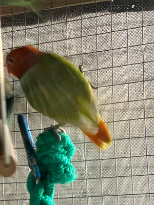 Junge Pfirsichköpfchen Bild 7